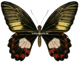 Papilio Ambrax per stuk ongeprepareerd