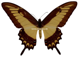 Papilio Lycophron ongeprepareerd