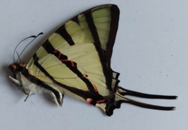 Graphium Agetes ongeprepareerd per stuk