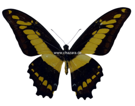 Papilio Thoas geprepareerd