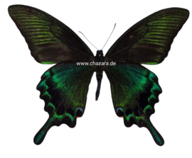 Papilio Maaki (summer) A/A2 per stuk ongeprepareerd