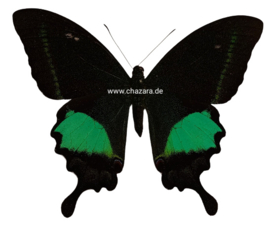 Papilio Paris Gedeensis ongeprepareerd