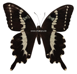 Papilio Delalandei geprepareerd