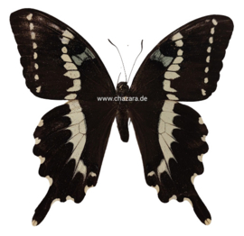 Papilio Delalandei per  stuk ongeprepareerd