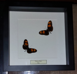 Aanbieding 4,  2 Vlinders in luxe houten lijst 25x25cm (heliconis ssp)