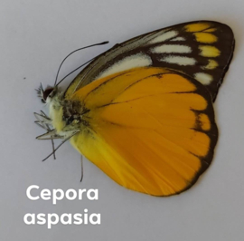 Cepora Aspasia per  stuk ongeprepareerd