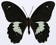 Papilio Gambrisius per stuk ongeprepareerd