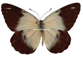 Belenois Java