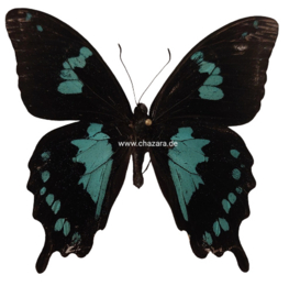 Papilio Epiphorbas per stuk ongeprepareerd