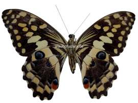 Papilio Demodocus ongeprepareerd per stuk
