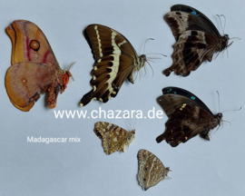 Madagascar vlindermix 12x Ongeprepareerde vlinders