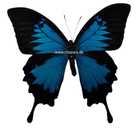 Papilio Ulysses per 10 stuks ongeprepareerd