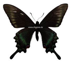 Papilio Maaki (spring) A1/A- per stuk ongeprepareerd