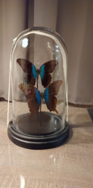 stolp met vlinders 5
