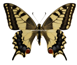 Papilio Machaon ( koninginnenpage)  per stuk ongeprepareerd