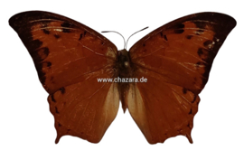 Charaxes Paphianus per stuk ongeprepareerd