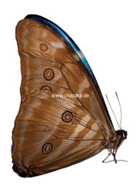 Morpho Adonis A1/A1-/A per stuk ongeprepareerd