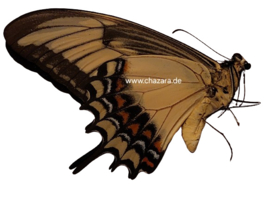 Papilio Androgeus  per stuk ongeprepareerd