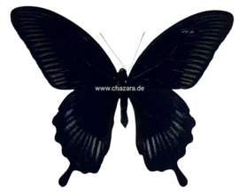 Papilio Deiphobus per stuk geprepareerd