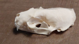 schedel van een nerts