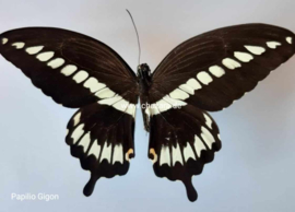 Papilio Gigon per stuk ongeprepareerd