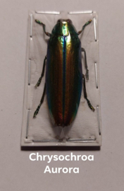 Chrysochroa Aurora per stuk ongeprepareerd