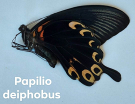 Papilio Deiphobus per stuk geprepareerd