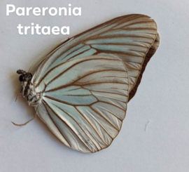 Pareronia Tritaea per  stuk ongeprepareerd