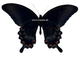 Papilio Ascalapus per stuk ongeprepareerd