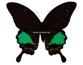 Papilio Karna A1/A1-/A- geprepareerd