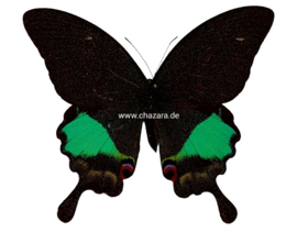 Papilio karna ongeprepareerd