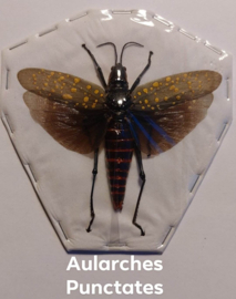 Aularches Punctatus per stuk  geprepareerd