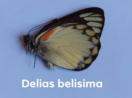 Delias Belisima per stuk ongeprepareerd