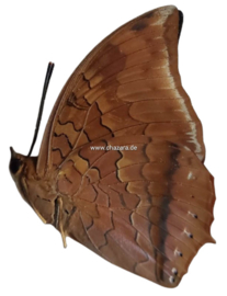 Charaxes Bernardus per  stuk ongeprepareerd