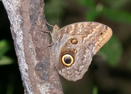 Caligo Brasiliensis per stuk ongeprepareerd