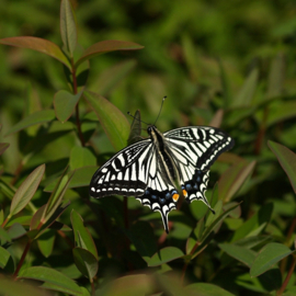 Papilio Xuthus per stuk ongeprepareerd
