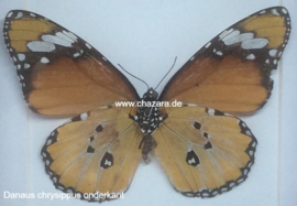 Danaus Chrysippus  per stuk ongeprepareerd