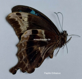 Papilio Oribazus per stuk ongeprepareerd