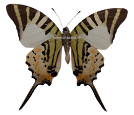 Graphium Antiphates ongeprepareerd per  stuk