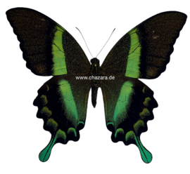 Papilio Blumei  A1/A1-/A- ongeprepareerd 10 stuks