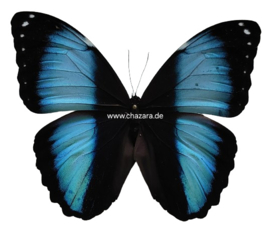 Morpho Peleides/Helenor/ achilles female per stuk ongeprepareerd