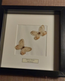 Aanbieding 12 vlinder in lijst 25x25cm