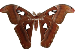 Attacus Atlas vrouw XL per stuk ongeprepareerd