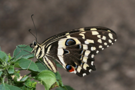 Papilio Demodocus ongeprepareerd per stuk