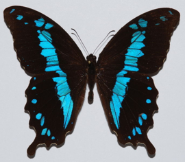 Papilio Oribazus per stuk ongeprepareerd