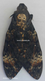 Acherontia Atropos  ongeprepareerd (Doodshoofdvlinder)