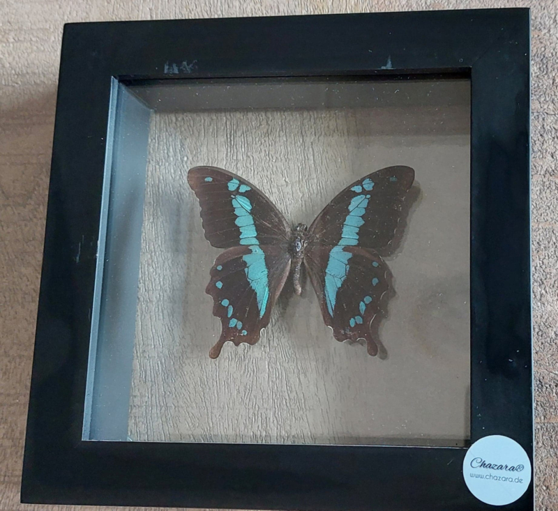 Aanbieding 5 vlinder in dubbelglaslijst