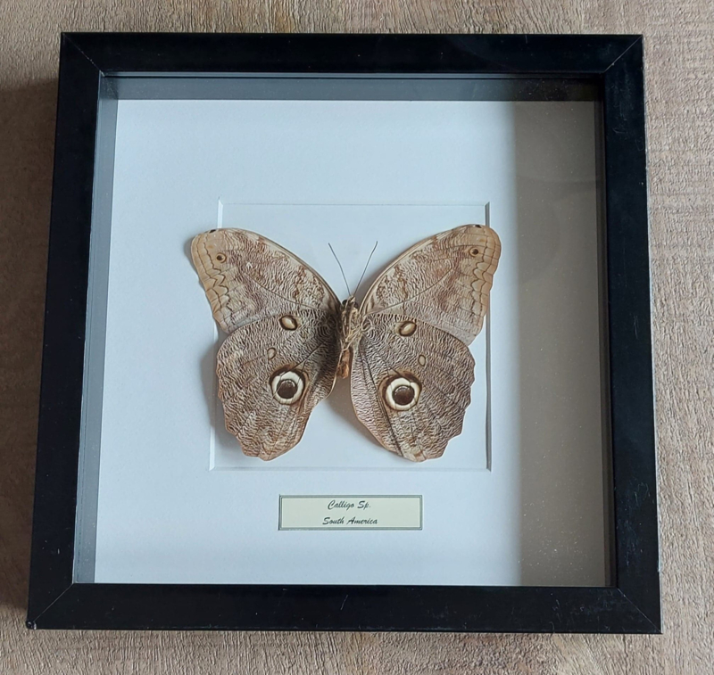 Aanbieding 8 vlinder in lijst 25x25cm