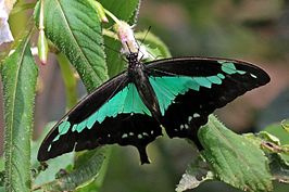 Papilio Phorcas  A1-/A- ongeprepareerd