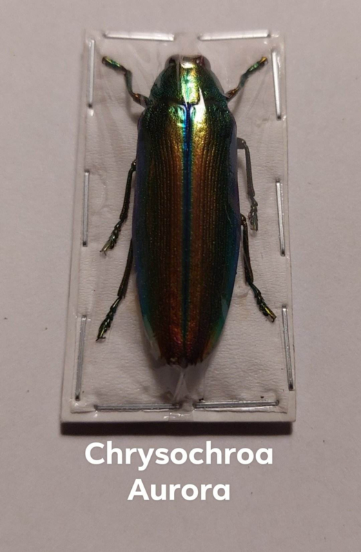 Chrysochroa Aurora per stuk ongeprepareerd